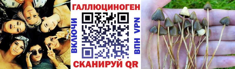 Псилоцибиновые грибы мицелий  Лосино-Петровский 
